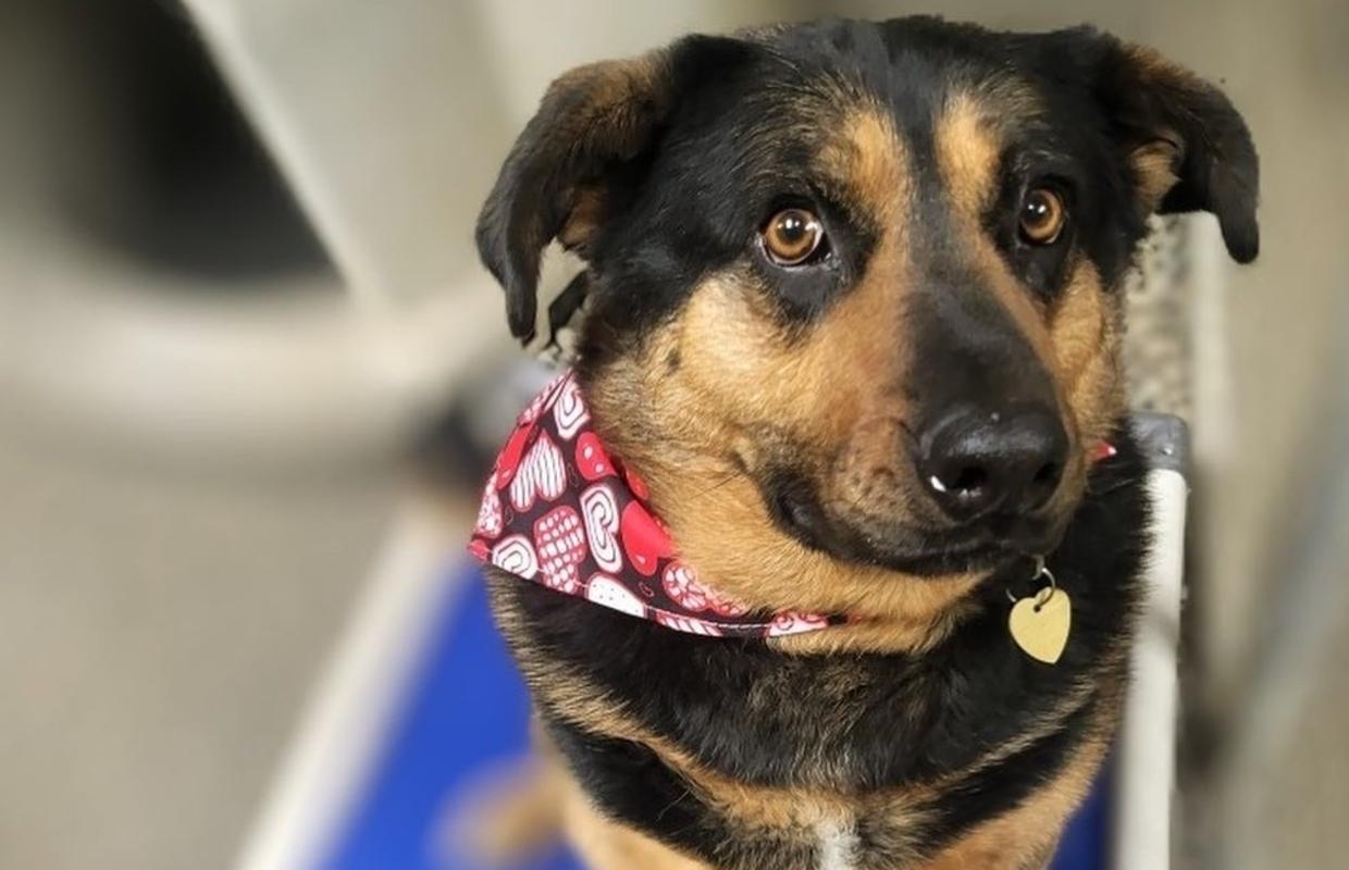 Enjoying enrichment puzzle!