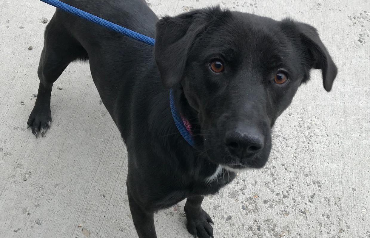 Dog in the family room.