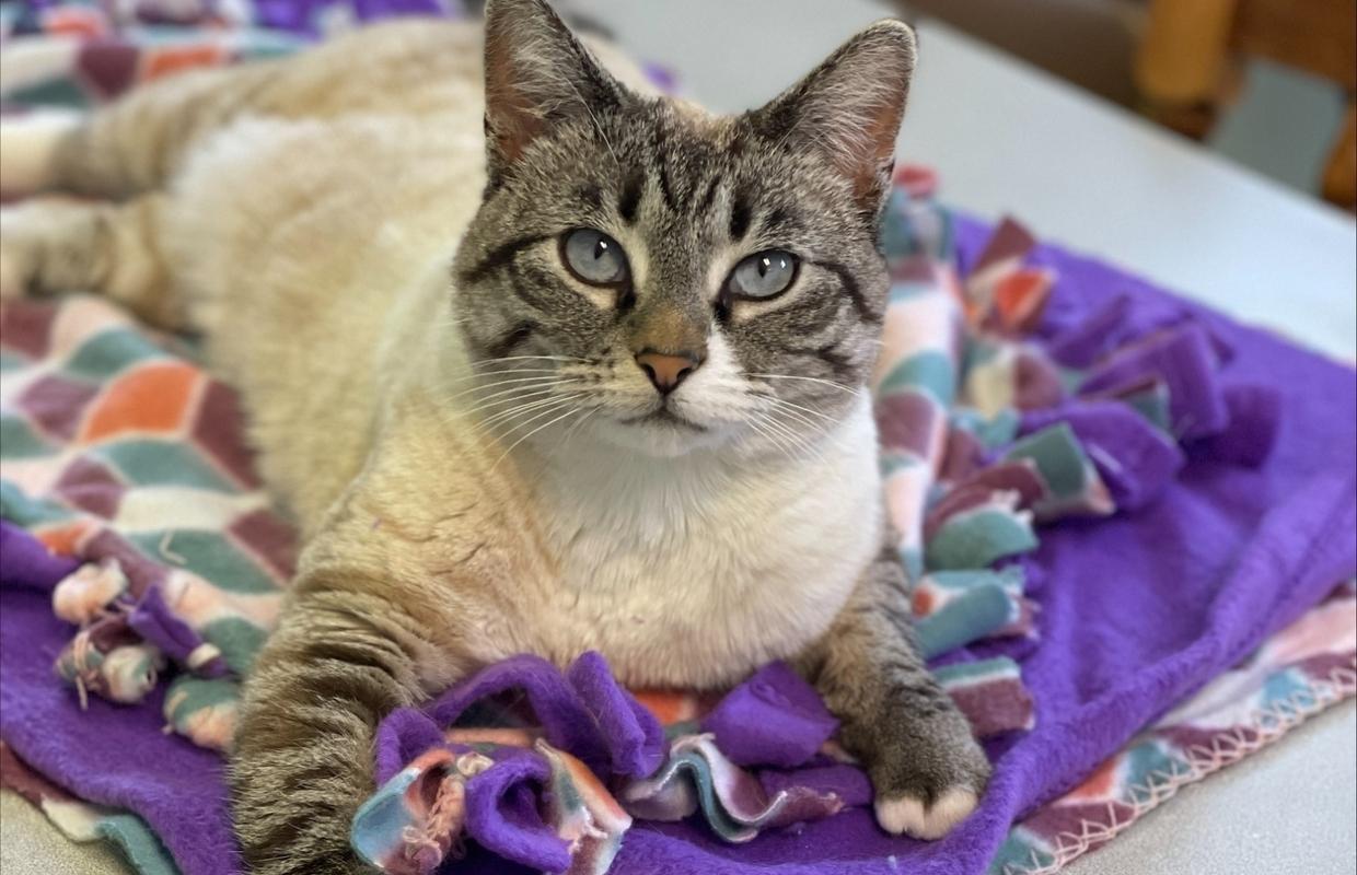 Cats Enjoying a Donated Cat Tree