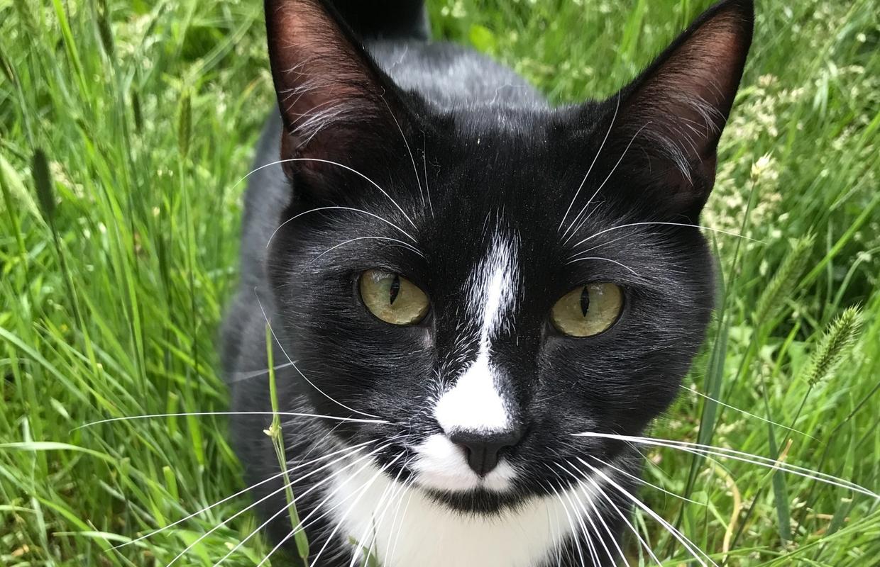 Healthy outside Cats don't need to come to the shelter.